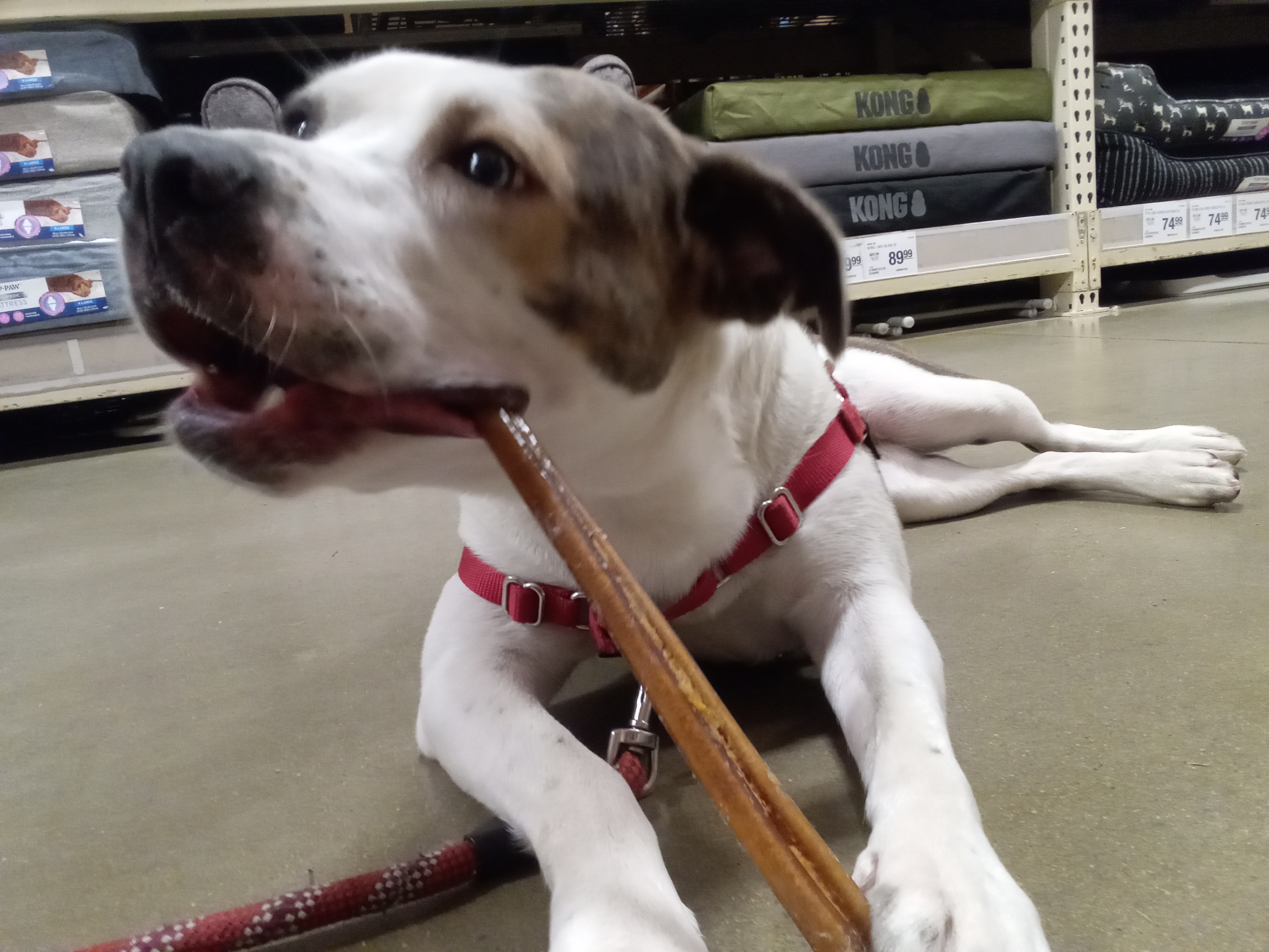 Rainy, a Adoptable mixed breed in High Point, NC image 4/6