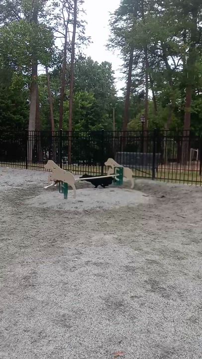 Enlarge Rainy, a Adoptable mixed breed in High Point, NC video 5/6