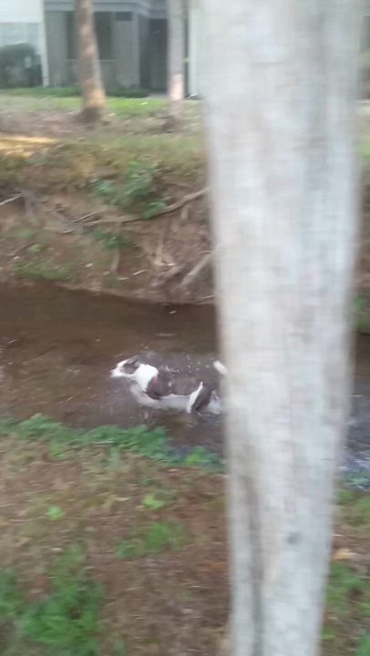 Enlarge Rainy, a Adoptable mixed breed in High Point, NC video 6/6