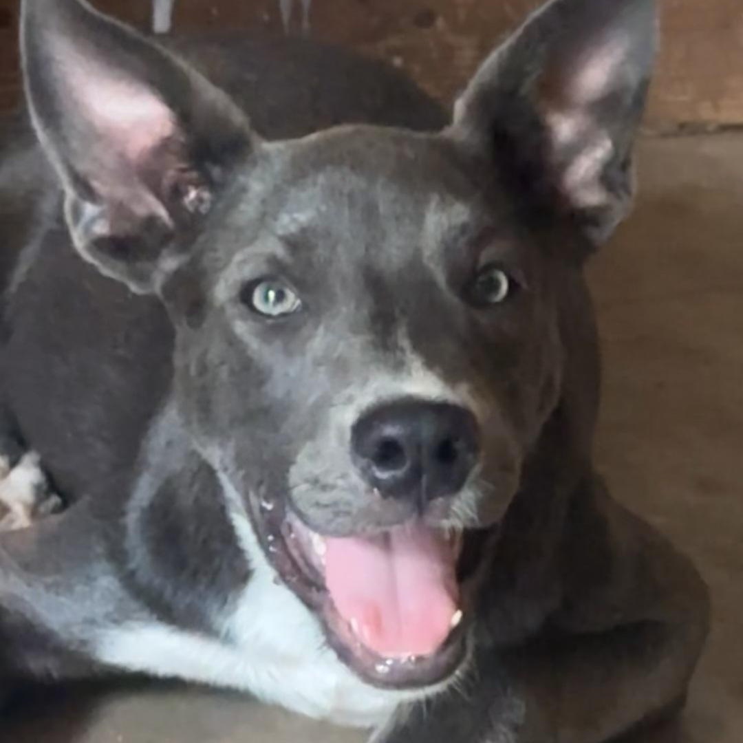 Dawson — thumbnail 2