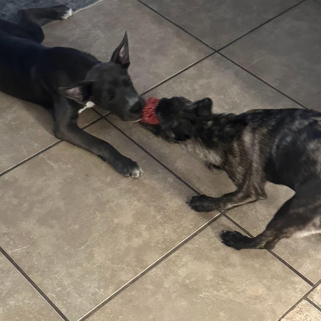 Dawson — thumbnail 6