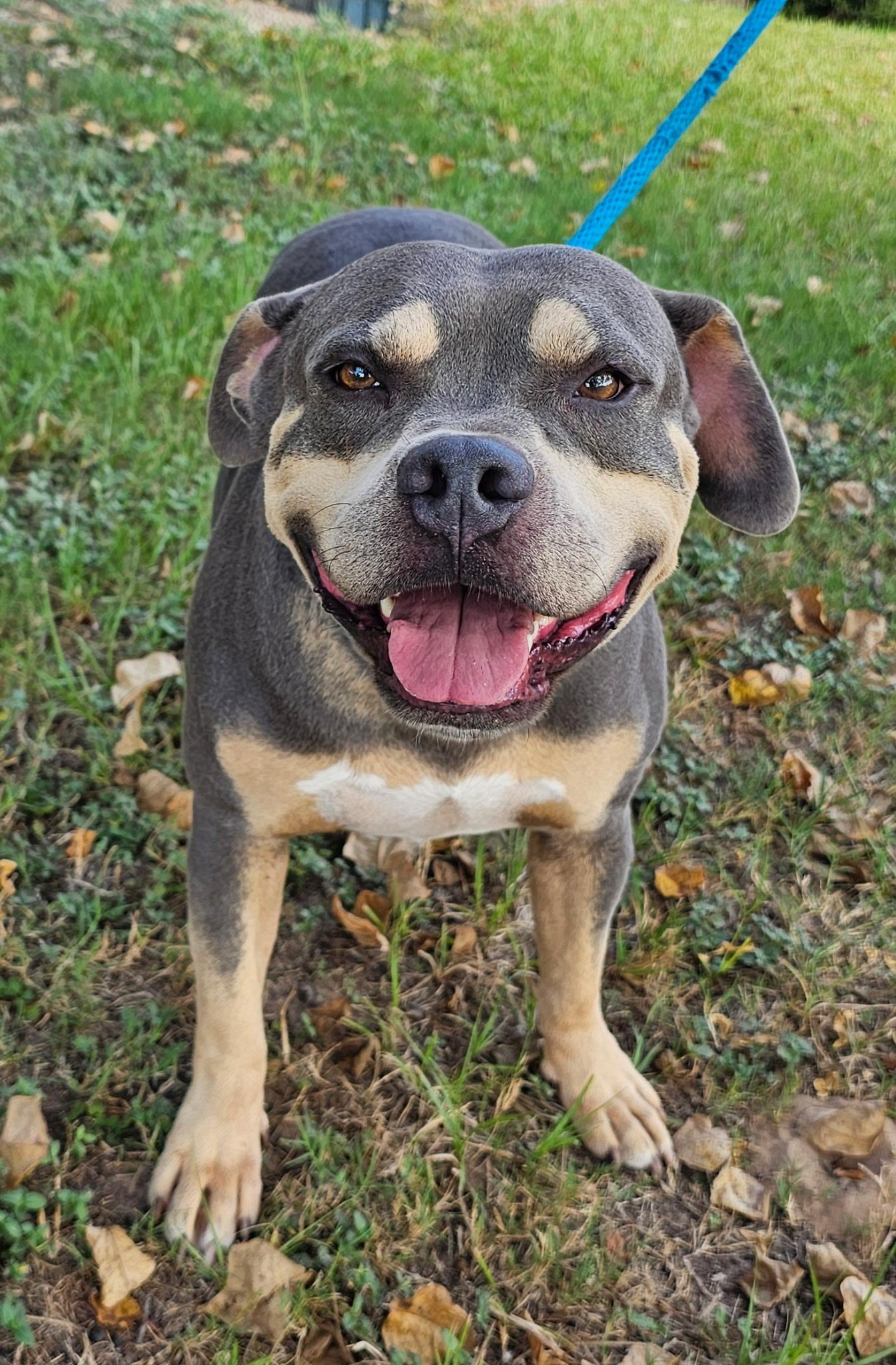 Enlarge CECIL, a Adoptable mixed breed in Cheektowaga, NY image 2/6
