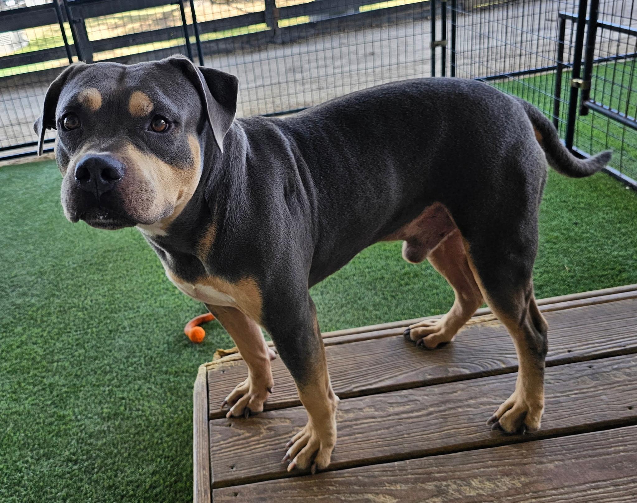 Enlarge CECIL, a Adoptable mixed breed in Cheektowaga, NY image 5/6