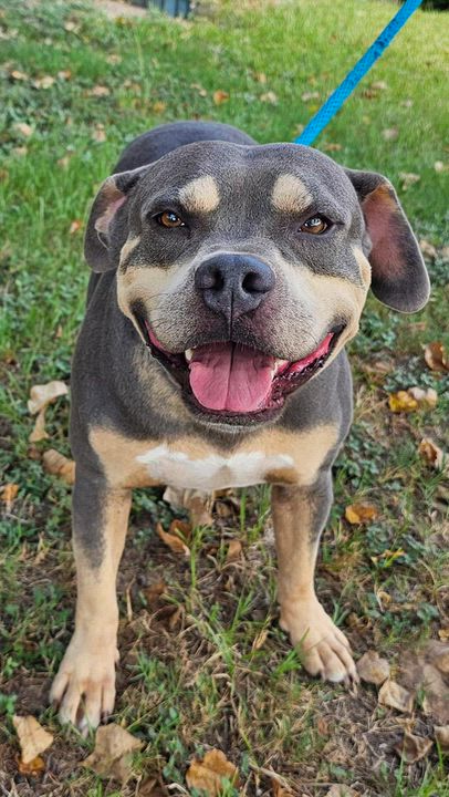 Enlarge CECIL, a Adoptable mixed breed in Cheektowaga, NY video 6/6