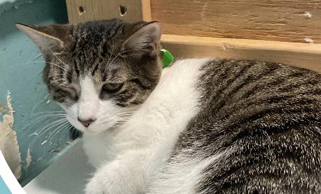 Roadrunner, an adoptable Domestic Short Hair in Aiea, HI, 96701 | Photo Image 1