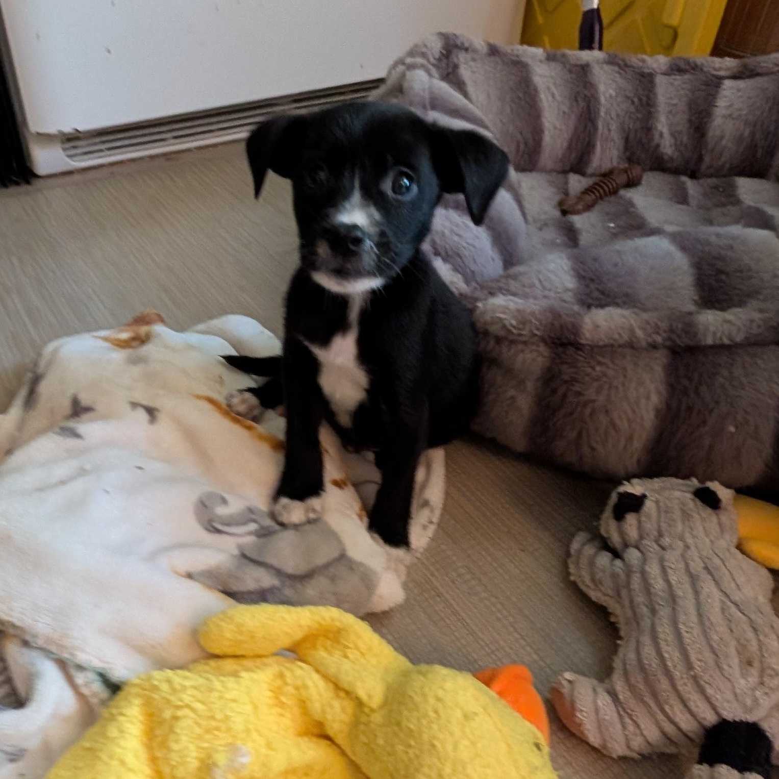 PUNKIN, Adopted, Puppy Male Chihuahua & Terrier.