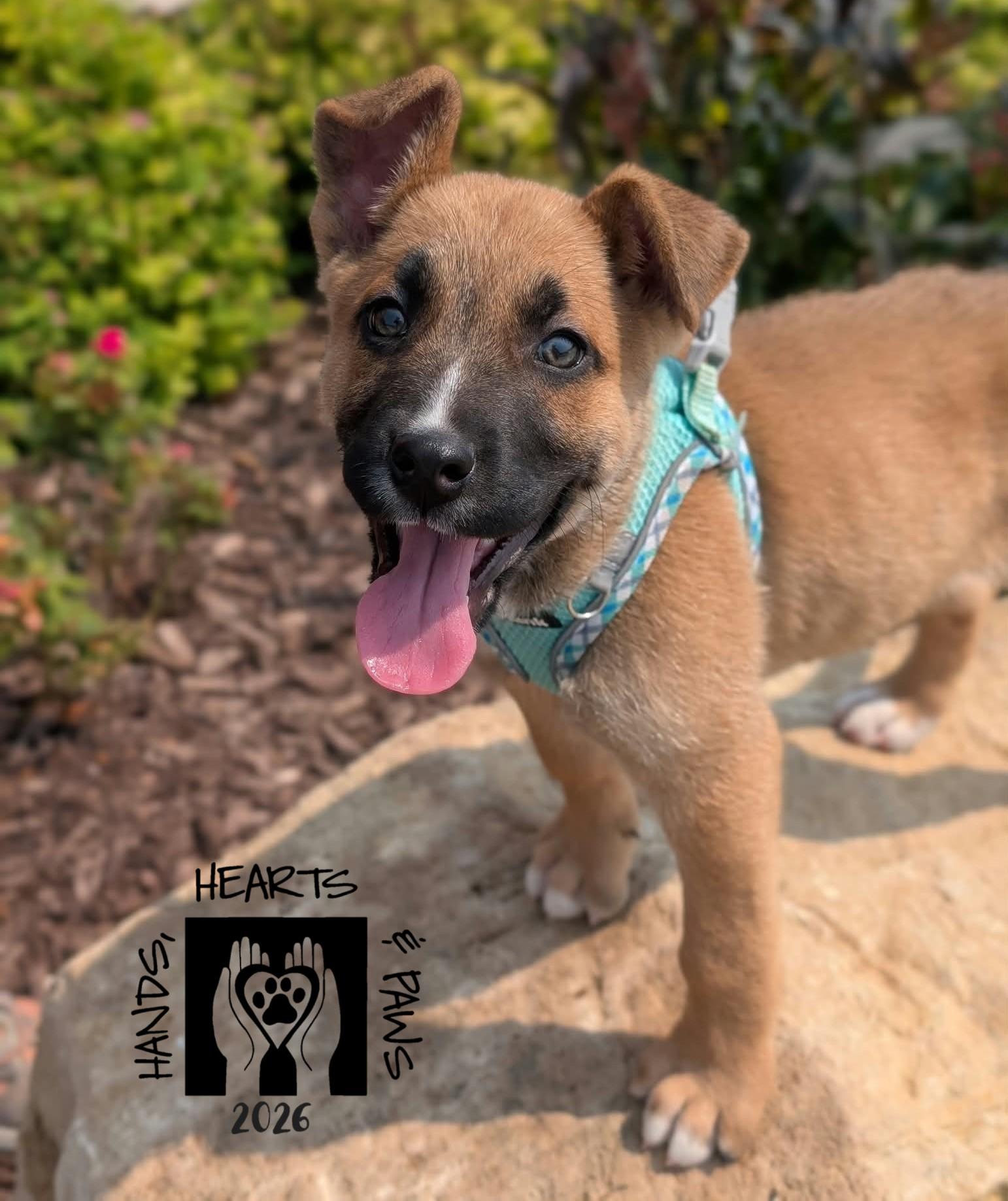 Enlarge Iago, a Adoptable mixed breed in Omaha, NE image 6/6