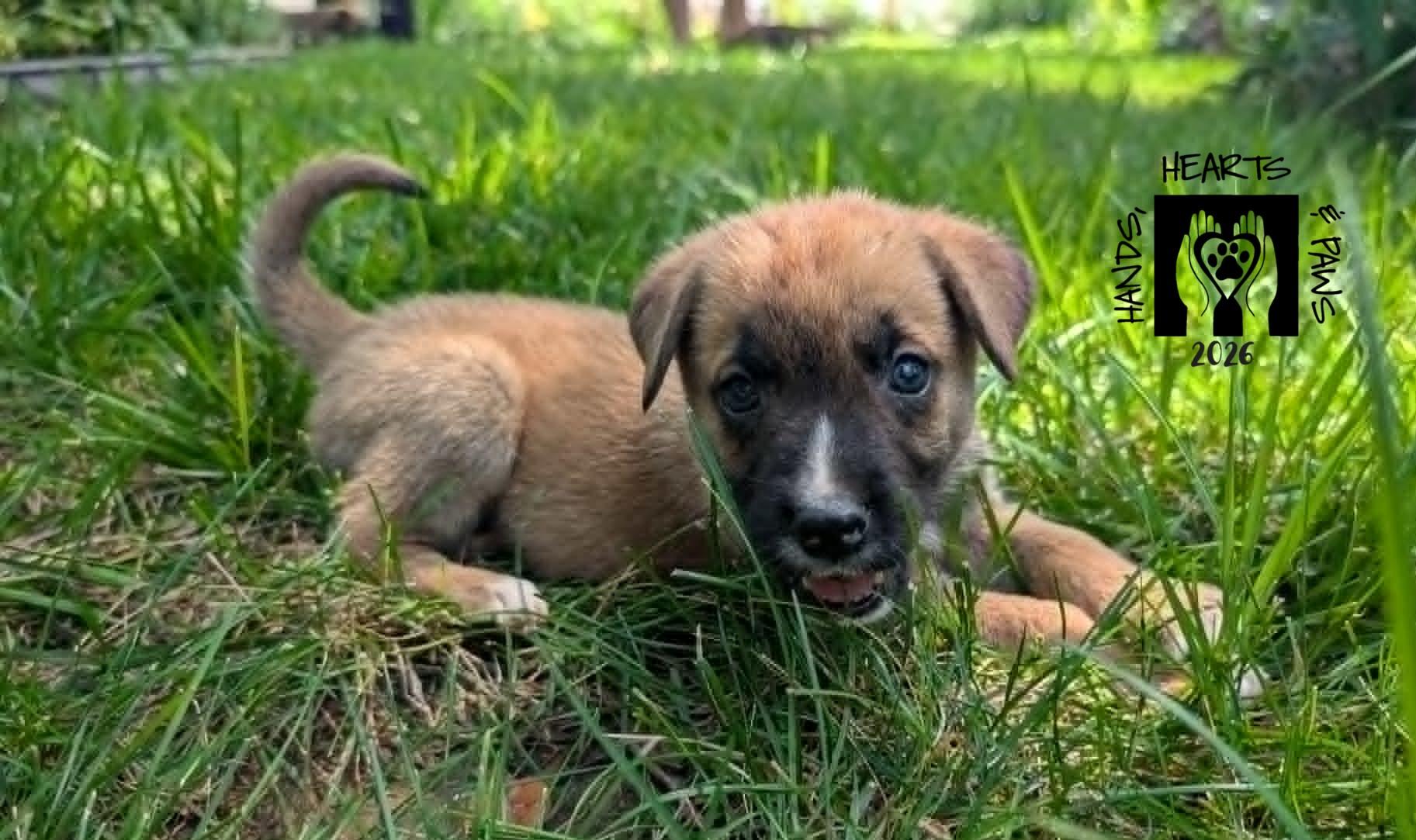 Enlarge Iago, a Adoptable mixed breed in Omaha, NE image 3/4