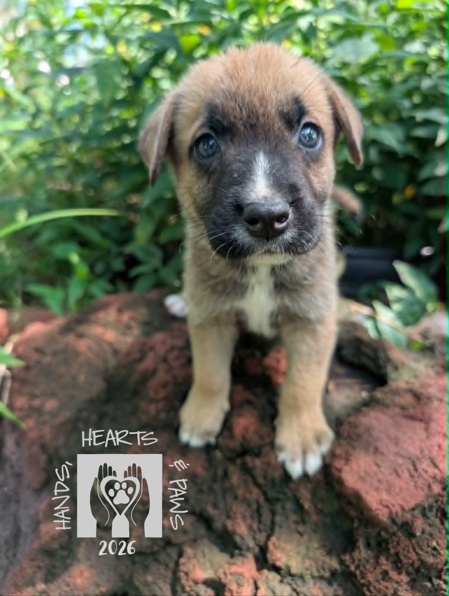 Enlarge Iago, a Adoptable mixed breed in Omaha, NE image 1/4