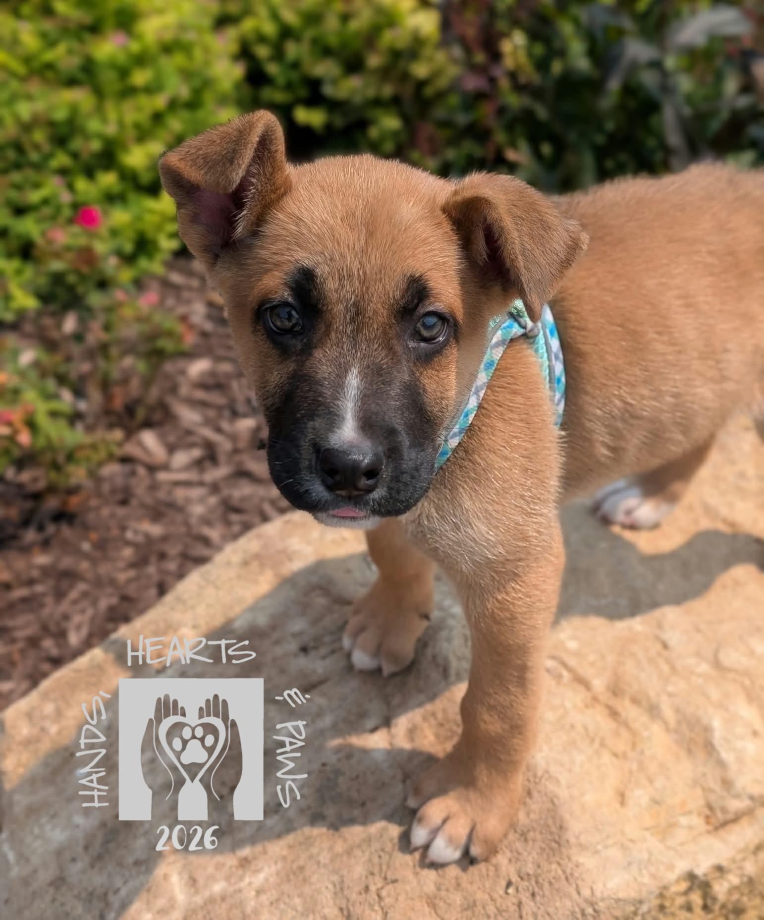 Enlarge Iago, a Adoptable mixed breed in Omaha, NE image 5/6