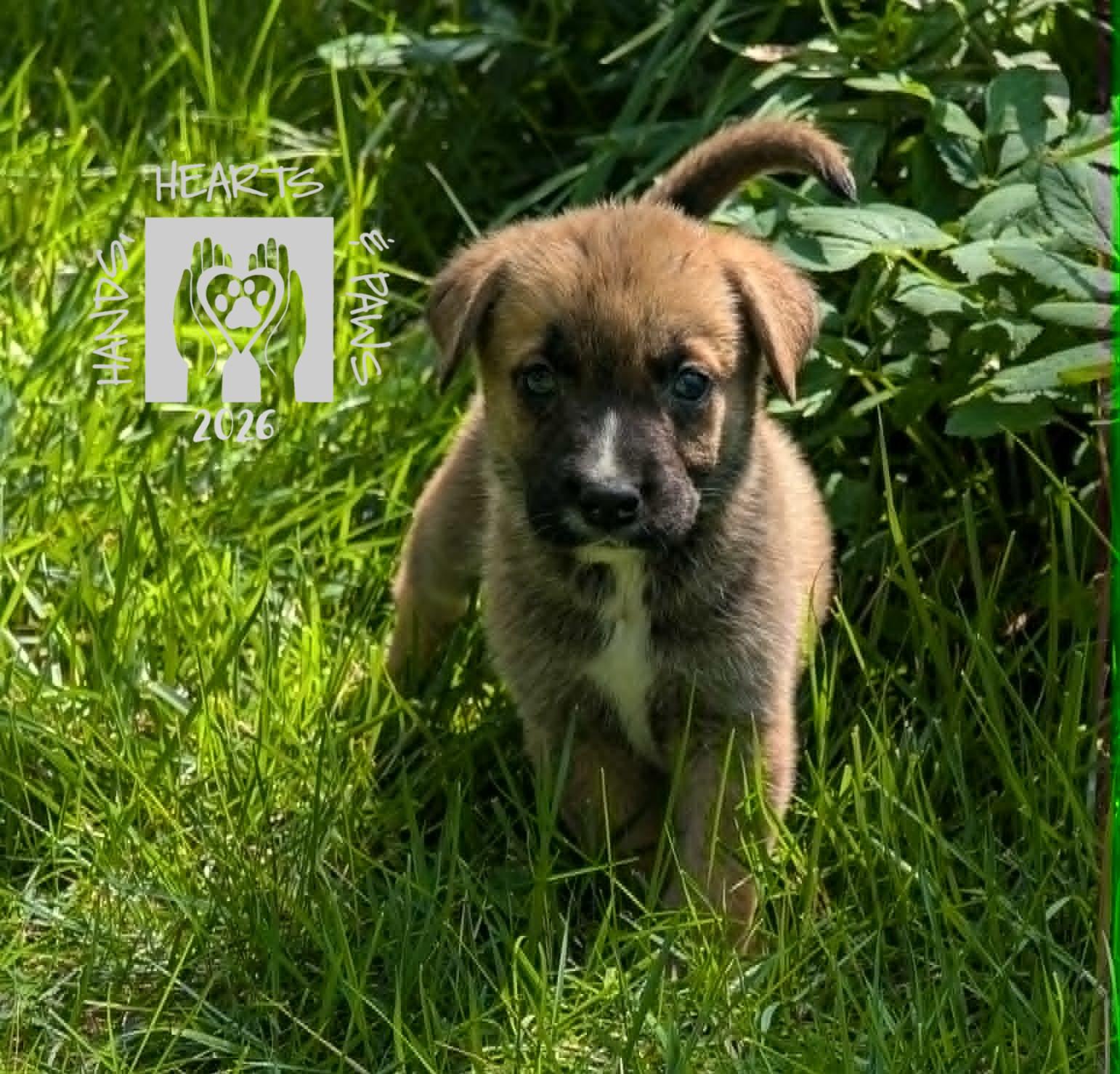 Enlarge Iago, a Adoptable mixed breed in Omaha, NE image 2/4