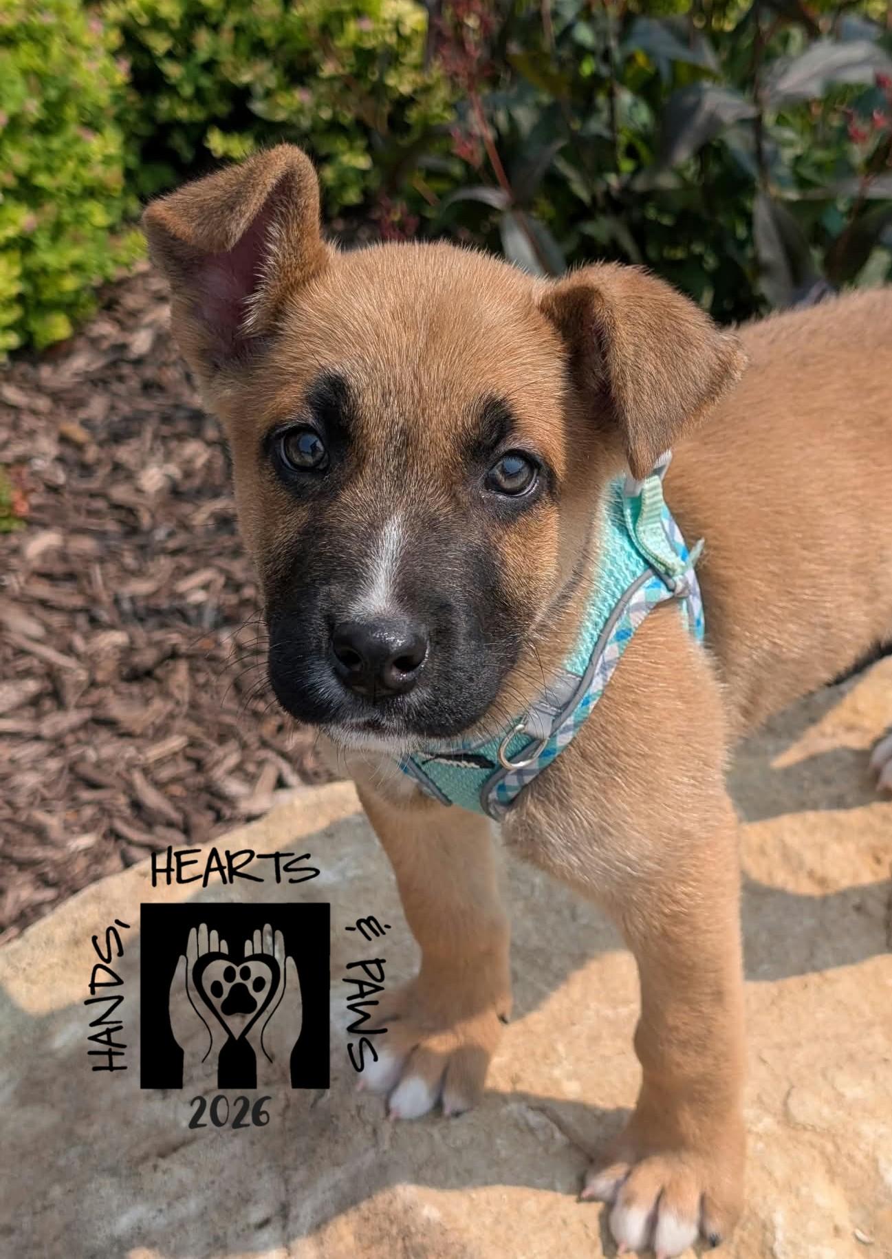 Enlarge Iago, a Adoptable mixed breed in Omaha, NE image 4/6