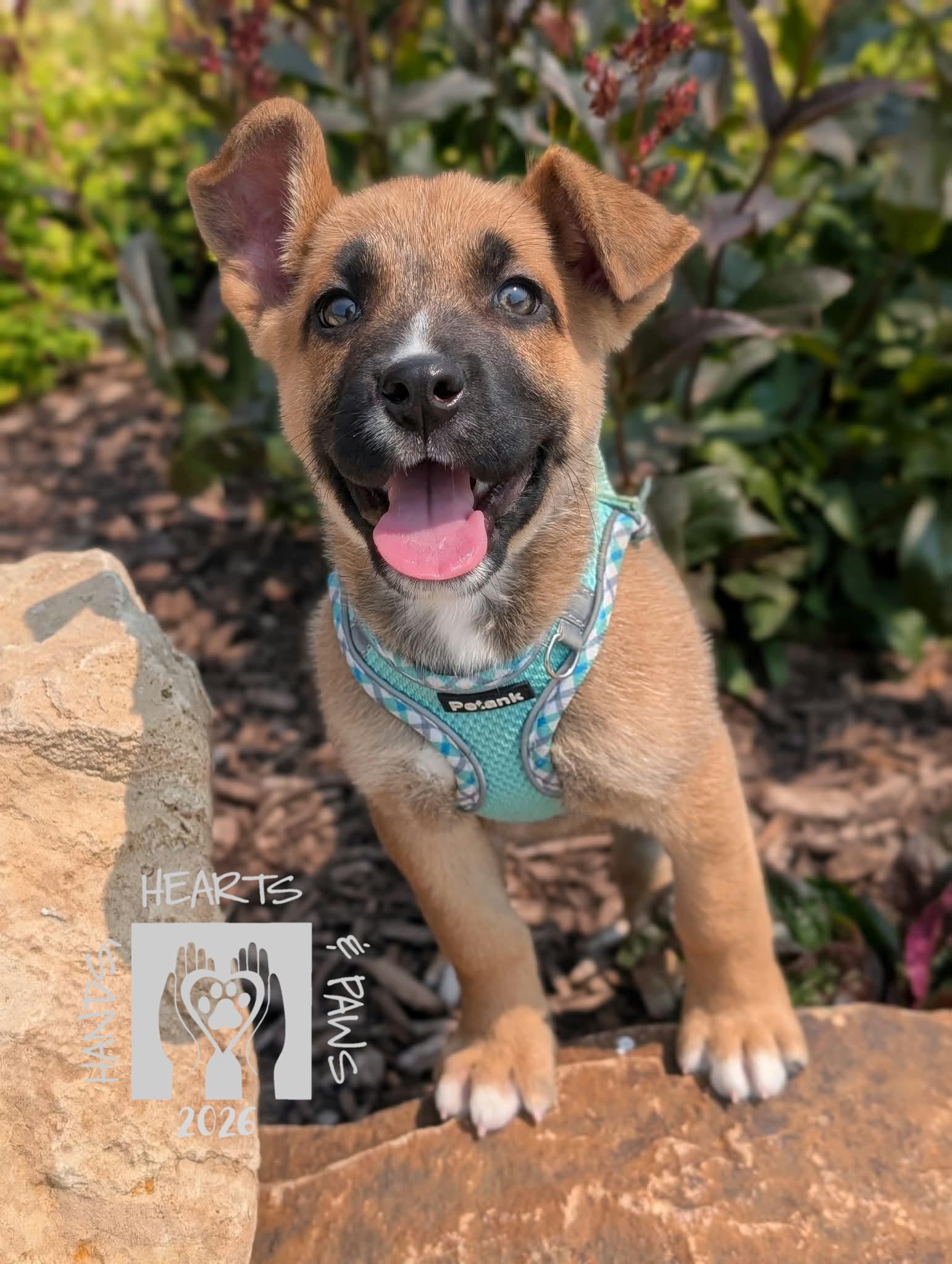 Iago, Adoptable, Puppy Male German Shepherd Dog.