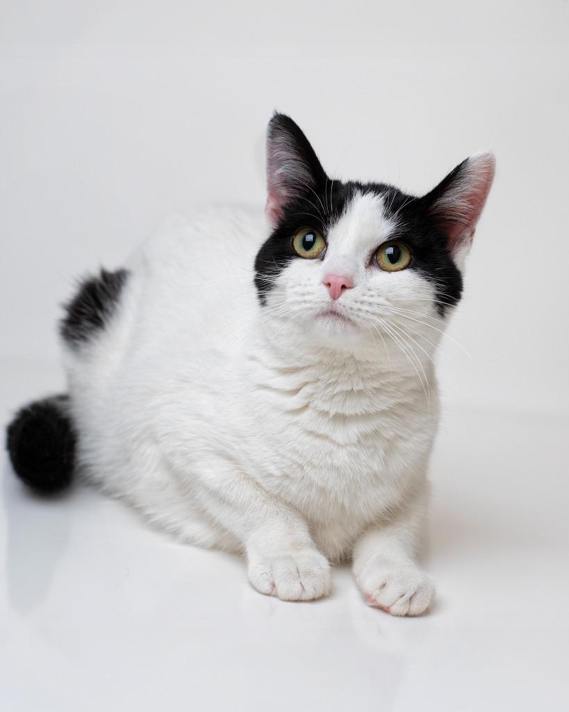 Enlarge Angelface, a Adopted mixed breed in Boone, IA image 1/2