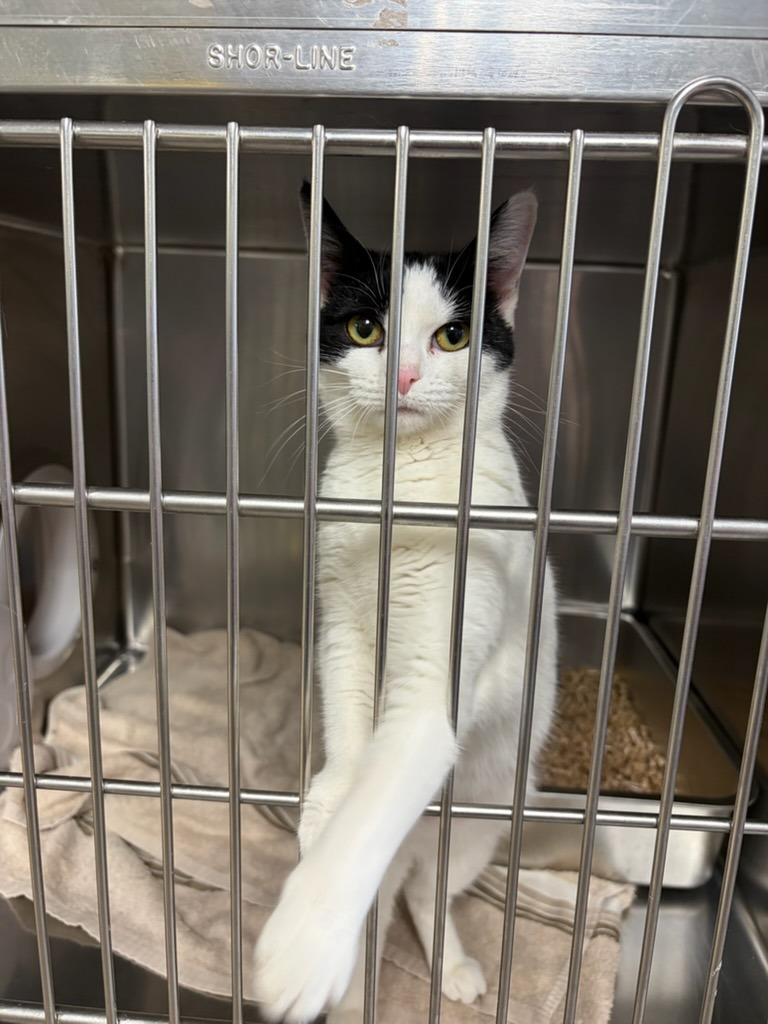 Enlarge Angelface, a Adopted mixed breed in Boone, IA image 2/2