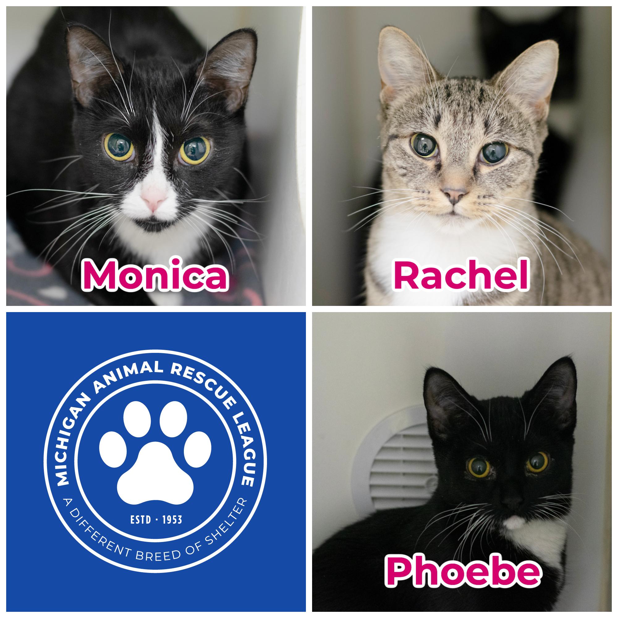 Enlarge Monica, Phoebe, & Rachel, a ADOPTABLE Domestic Short Hair in Pontiac, MI image 1/1