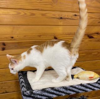 Enlarge Cade - Come meet me and Chelsea at The Kitten Around Cat Lounge!, an adoptable Tabby in Southern Pines, NC image 4/5