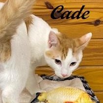 Enlarge Cade - Come meet me and Chelsea at The Kitten Around Cat Lounge!, an adoptable Tabby in Southern Pines, NC image 3/5