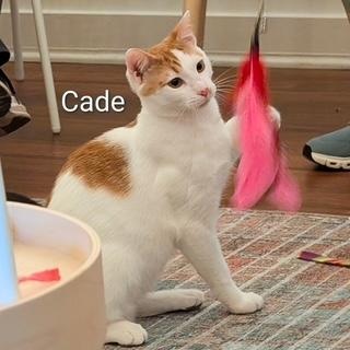 Cade - Come meet me and Chelsea at The Kitten Around Cat Lounge!, adoptable, Kitten Male Tabby.
