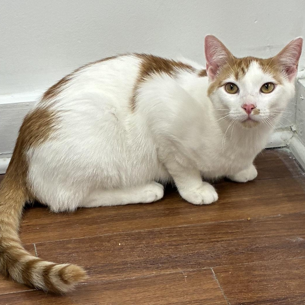 Enlarge Cade - Come meet me and Chelsea at The Kitten Around Cat Lounge!, an adoptable Tabby in Southern Pines, NC image 2/5