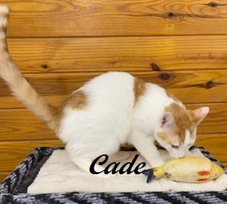Enlarge Cade - Come meet me and Chelsea at The Kitten Around Cat Lounge!, an adoptable Tabby in Southern Pines, NC image 5/5
