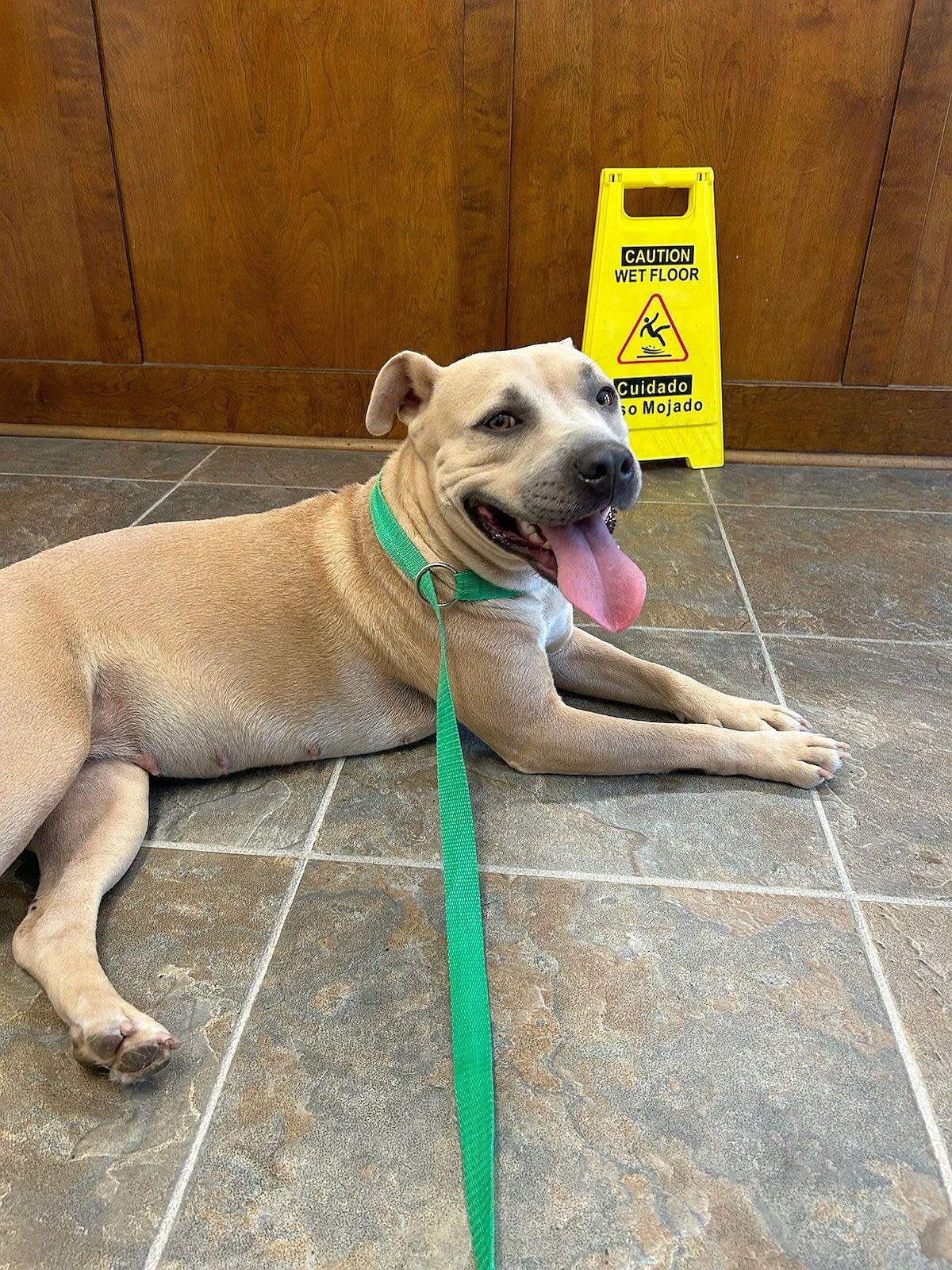 Poppy, Adoptable, Young Female American Bulldog.