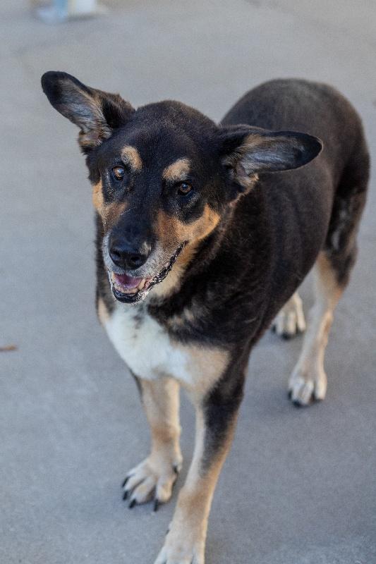 MOSES, Adoptable, Adult Male German Shepherd Dog.