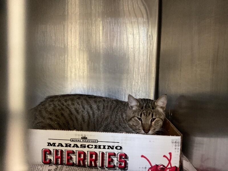 Enlarge Sycamore, a Adoptable Domestic Short Hair in Jackson, TN image 1/1