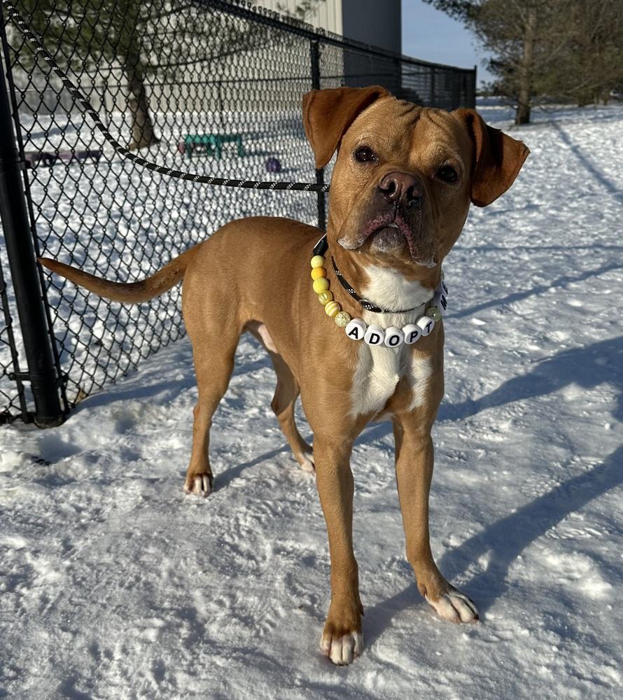 Drago, Adopted, Adult Male Boxer.