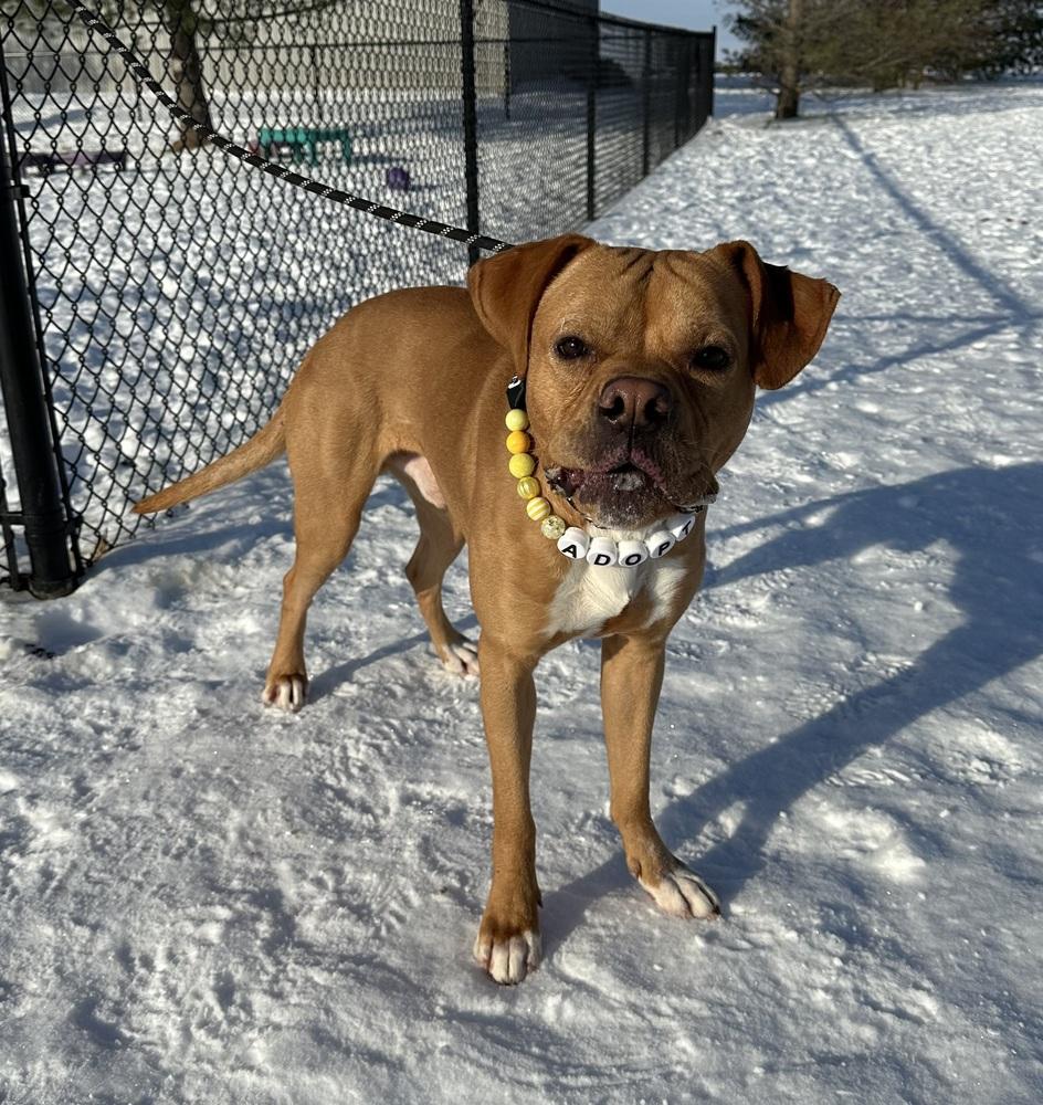 Enlarge Drago, a Adopted mixed breed in Evansville, IN image 2/6