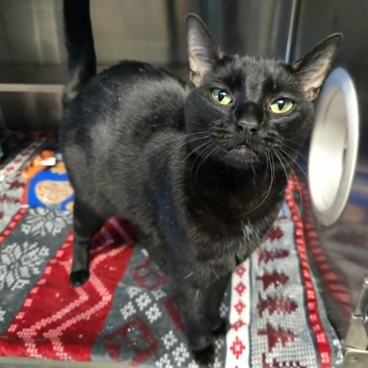 Enlarge Salem, a ADOPTABLE Domestic Short Hair in Watertown, WI image 1/1