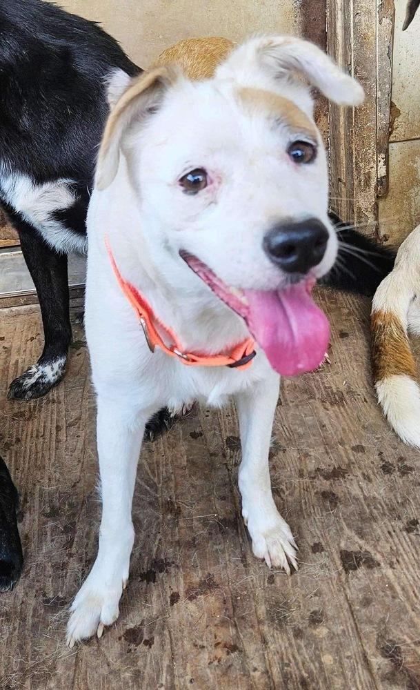 Shirley (Grimes County), Adopted, Young Female Labrador Retriever & Border Collie.