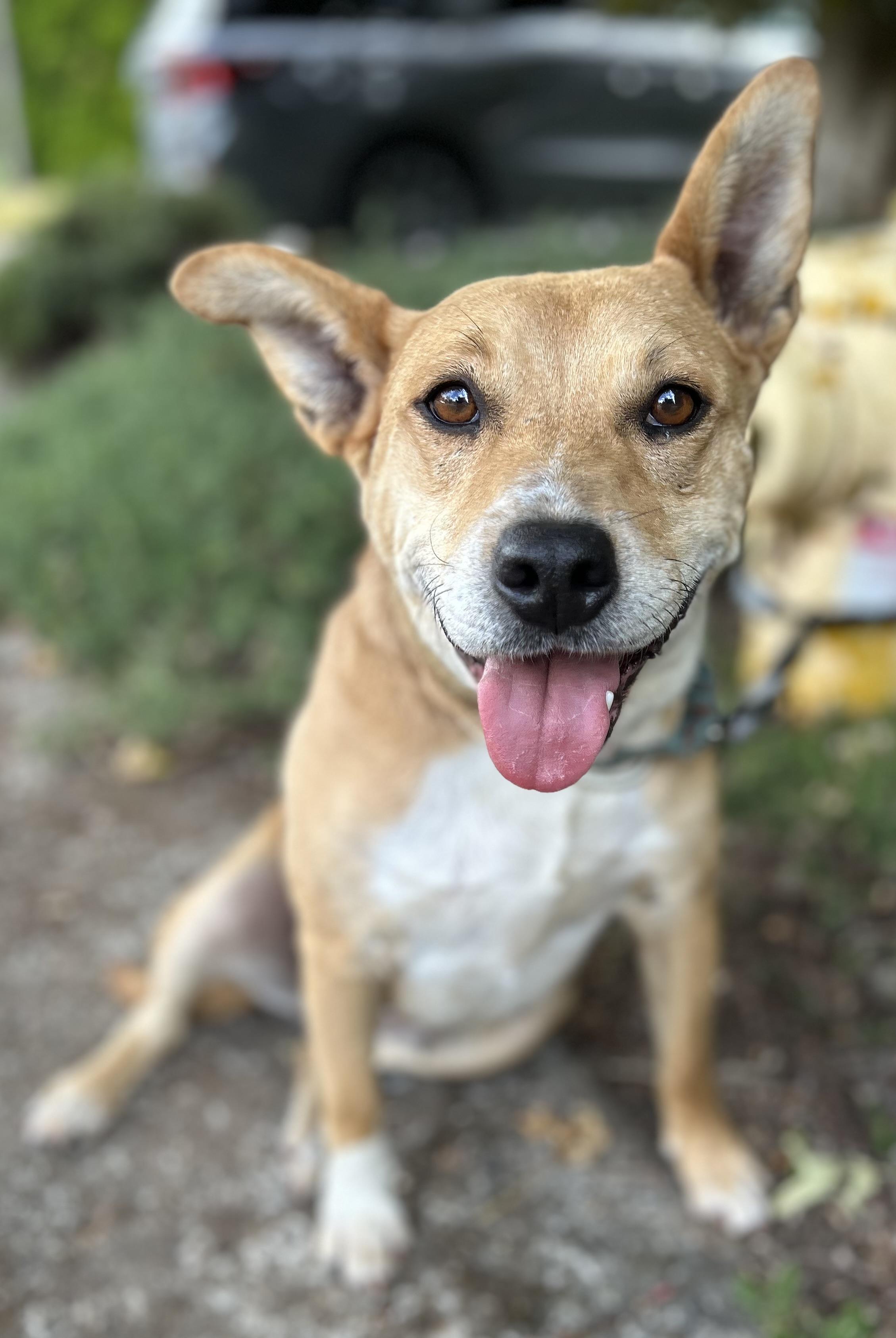 Sweetie, Adopted, Adult Female Labrador Retriever & Pit Bull Terrier.