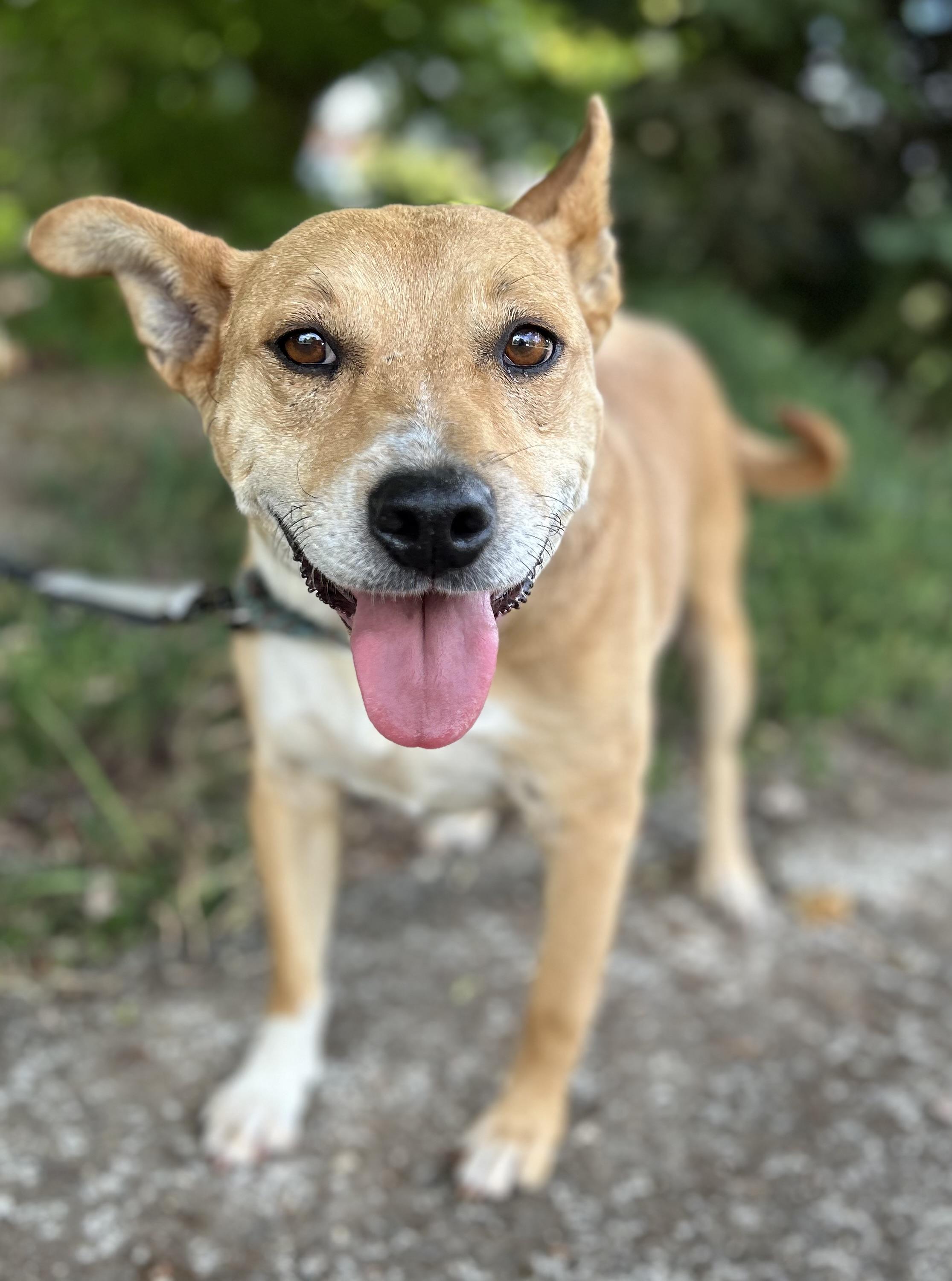 Enlarge Sweetie, a Adopted mixed breed in Tigard, OR image 3/5