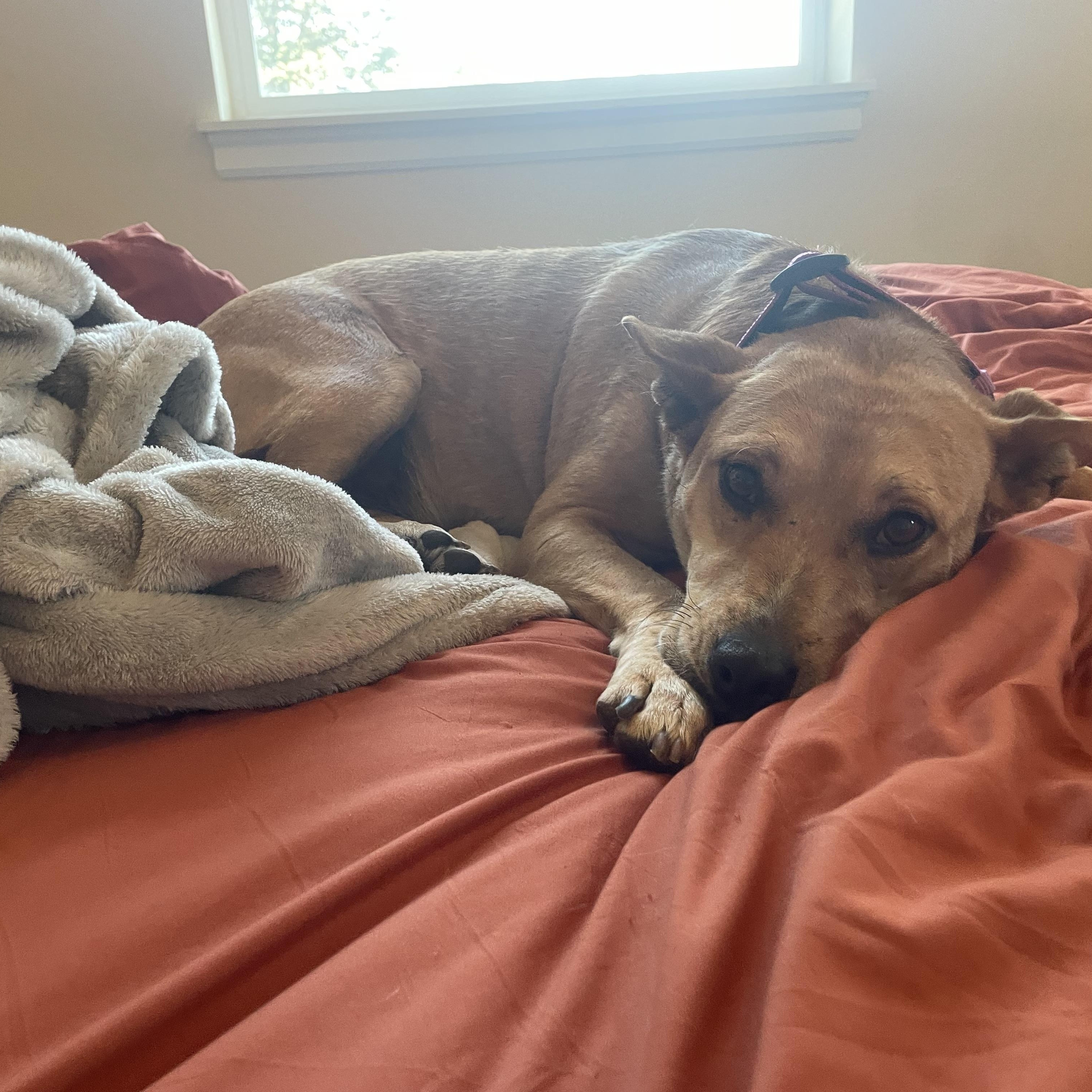 Enlarge Sweetie, a Adopted mixed breed in Tigard, OR image 4/5