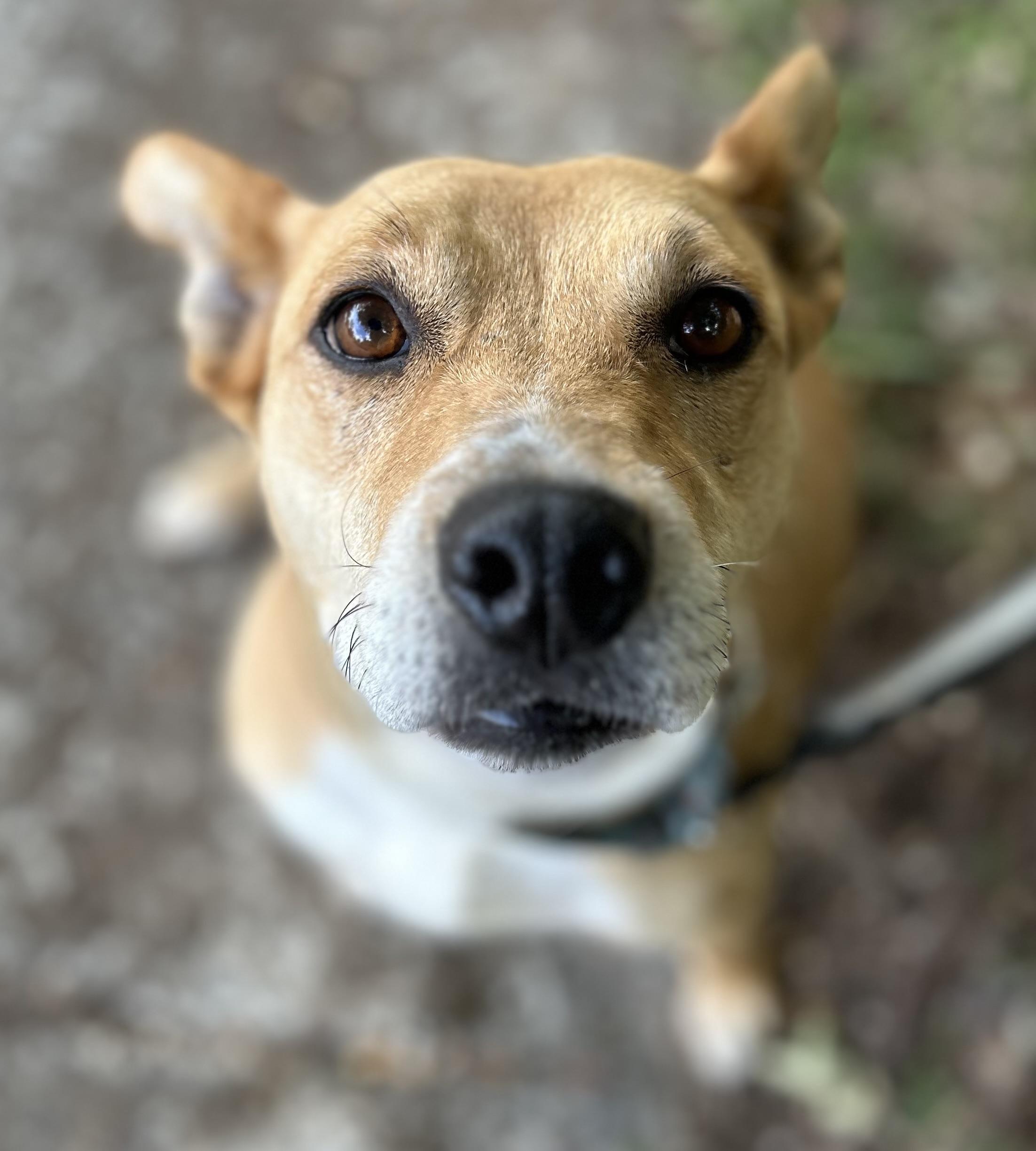 Enlarge Sweetie, a Adopted mixed breed in Tigard, OR image 5/5