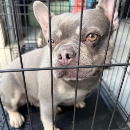 Pippa, Adoptable, Adult Female French Bulldog.