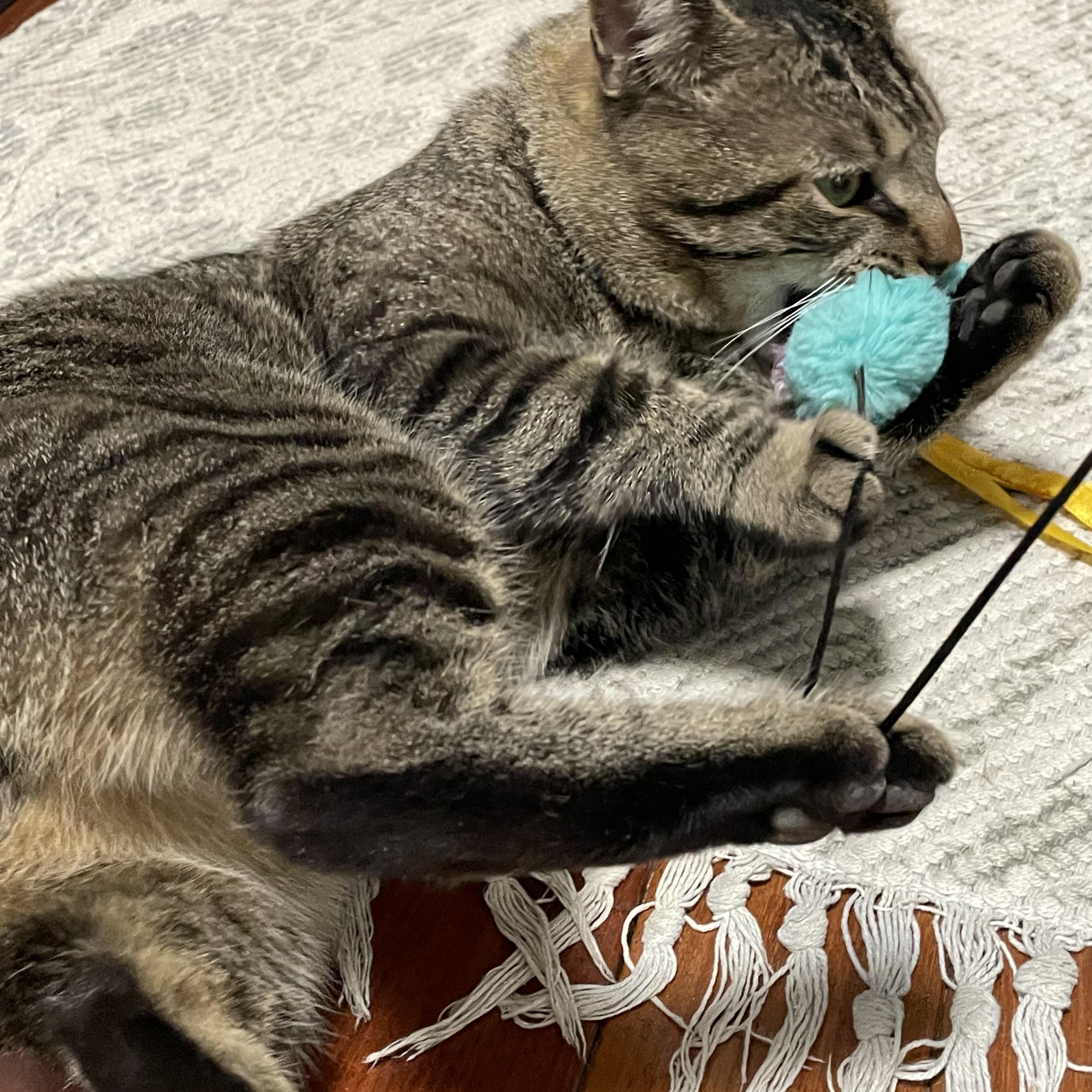 Cinder, a Adoptable Domestic Short Hair in Bayside, NY image 3/6