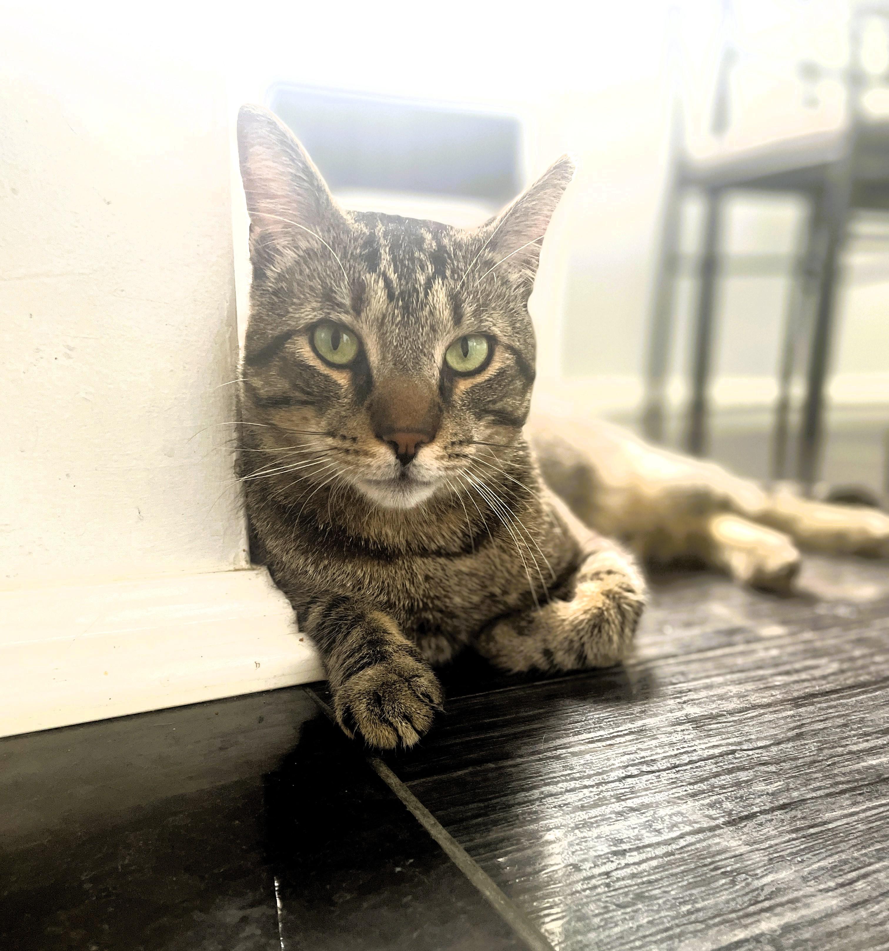 Cinder, a Adoptable Domestic Short Hair in Bayside, NY image 5/6