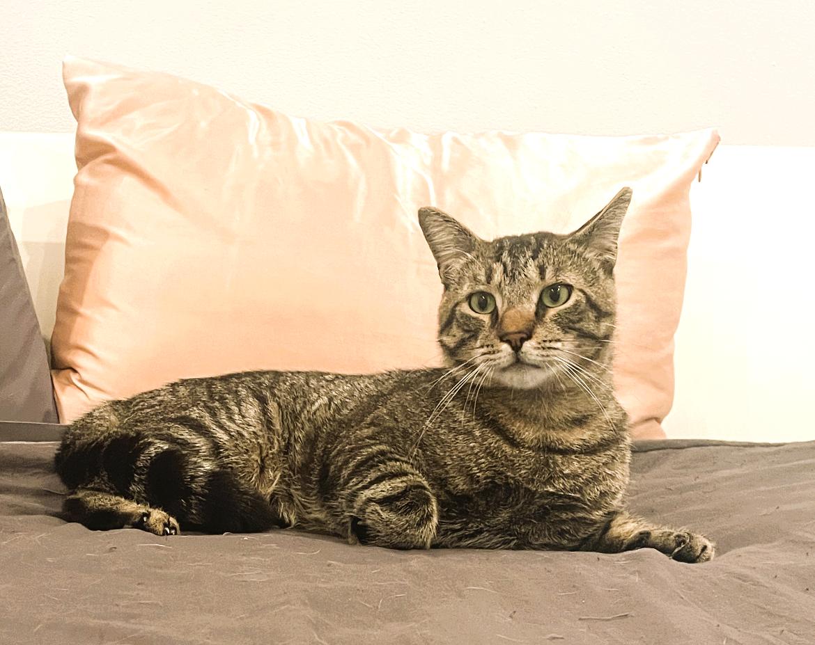 Cinder, a Adoptable Domestic Short Hair in Bayside, NY image 1/6