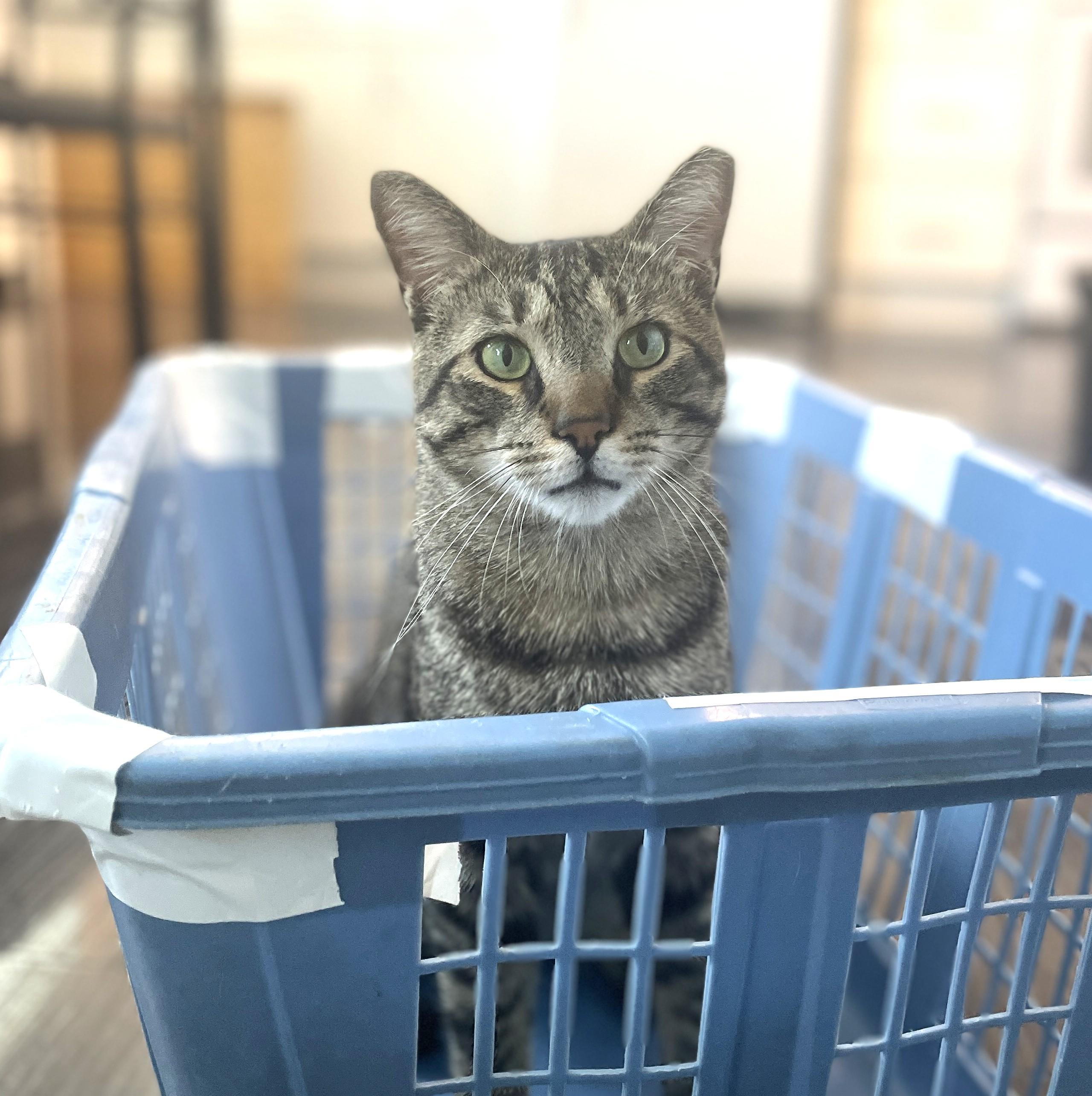 Cinder, a Adoptable Domestic Short Hair in Bayside, NY image 2/6