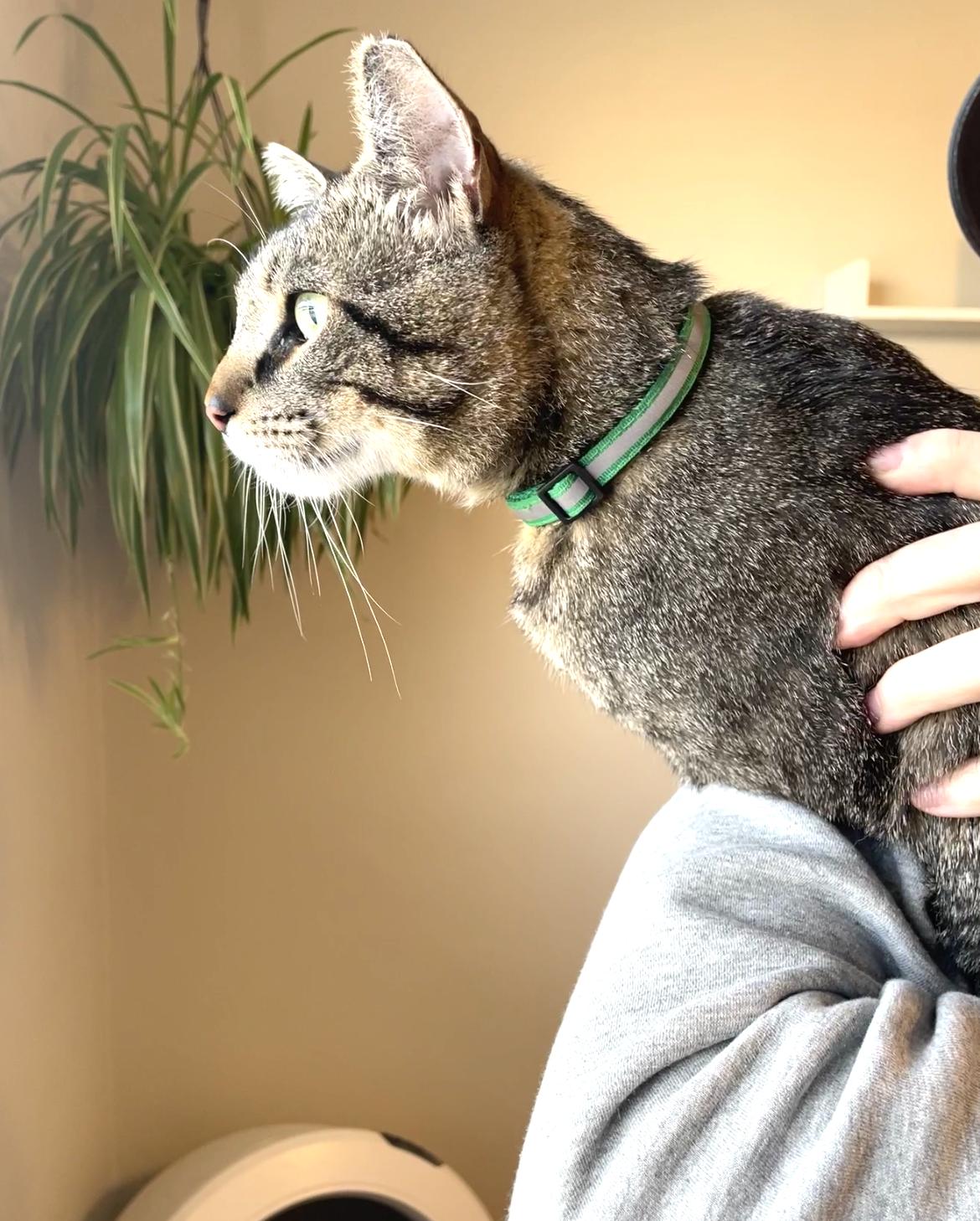 Cinder, a Adoptable Domestic Short Hair in Bayside, NY image 6/6