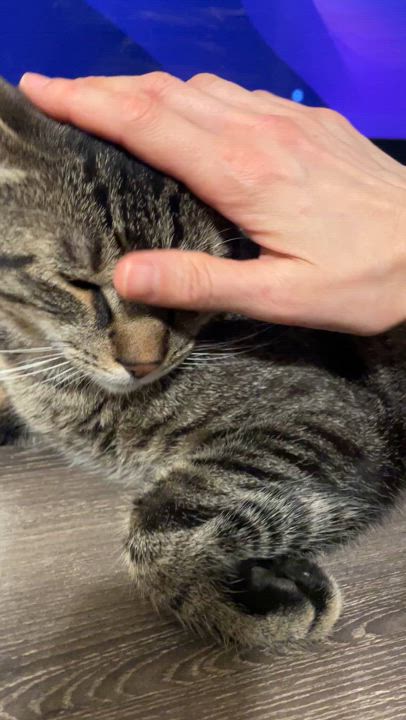 Enlarge Cinder, a Adoptable Domestic Short Hair in Bayside, NY video 4/6