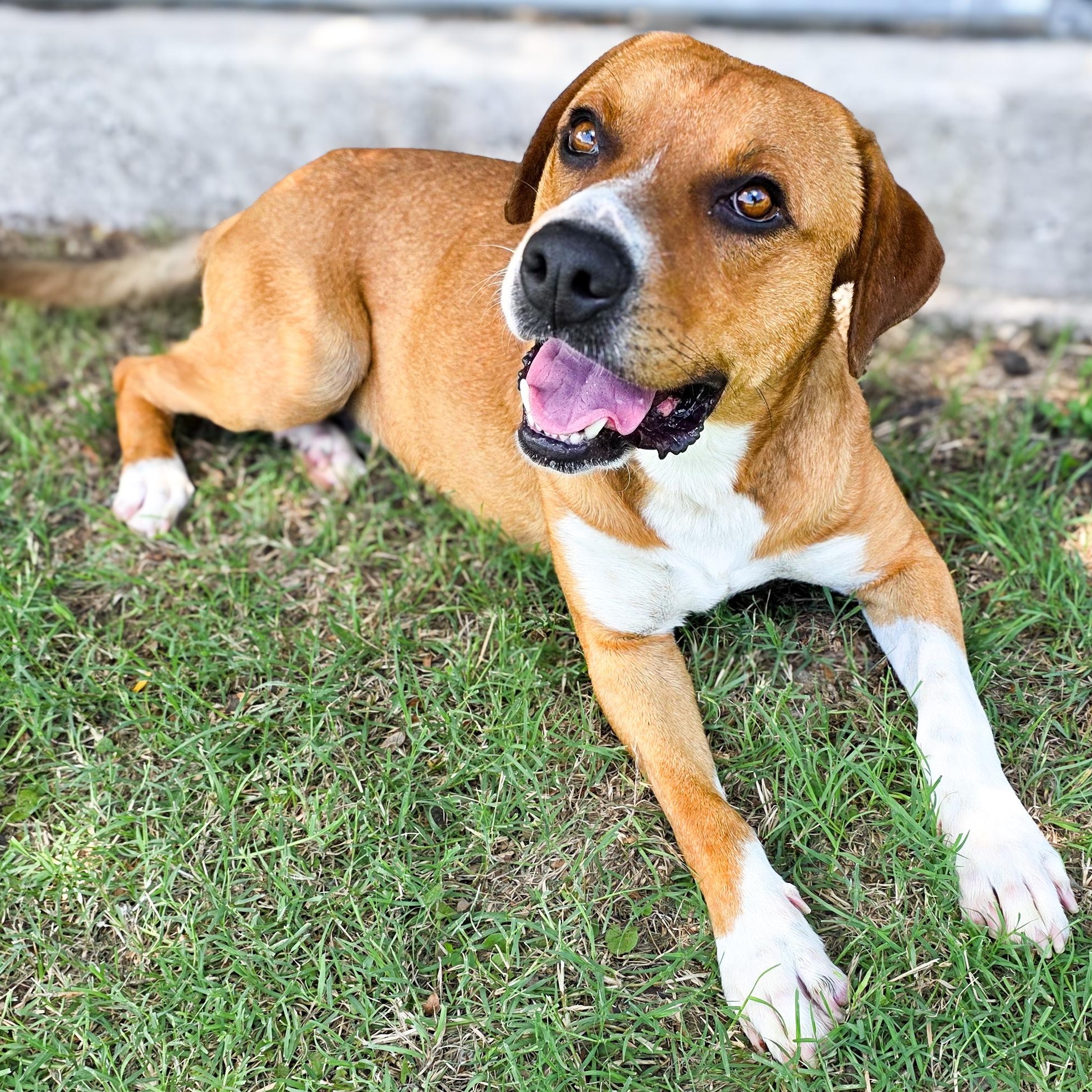 Enlarge Bradley, a Adoptable mixed breed in Troy, IL image 1/3