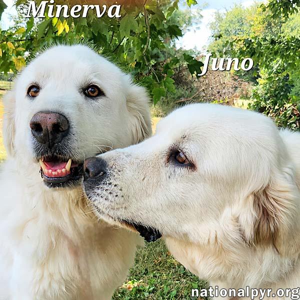 Minerva & Juno in KY - A Playful Bonded Pair!