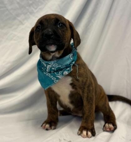 Diamond, Adoptable, Young Female Mixed Breed & Mixed Breed.