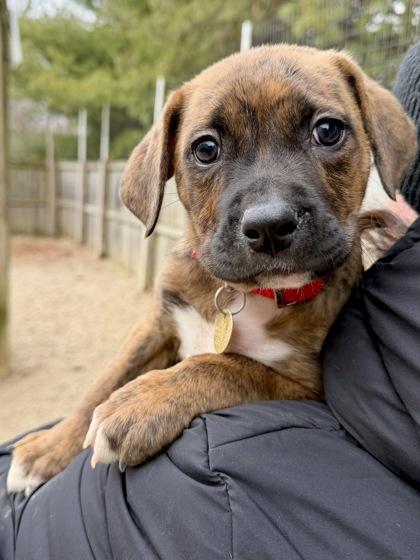 Diamond, Adoptable, Young Female Mixed Breed & Mixed Breed.