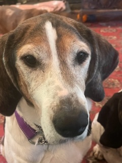 Bailey