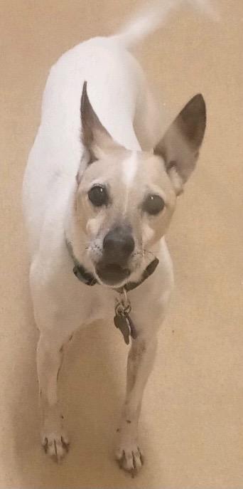 Diamond aka Bella, Adoptable, Senior Female Toy Fox Terrier.