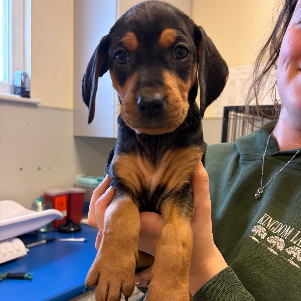 Enlarge Guinness, a Adoptable Mixed Breed in Morrisville, VT image 1/6
